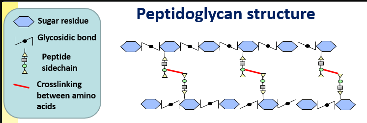 <ul><li><p>Sugar back bone joined together by glycosidic bonds</p></li><li><p>Every other sugar is linked to a short peptide (chain of amino acids), which crosslink to a peptide on an adjascent glycan backbone</p></li><li><p>Strong mesh is formed so NOT a solid barrier</p></li></ul><p></p>