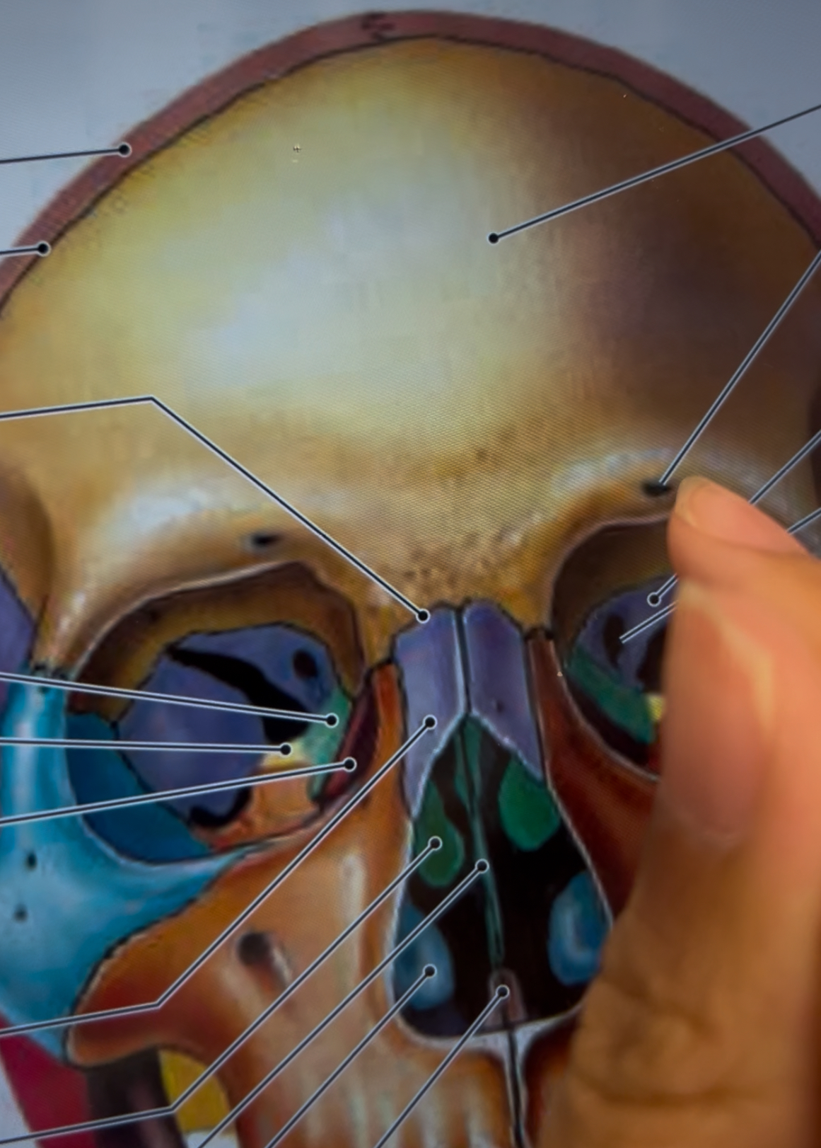 <p>What foramina is labeled by my finger? What bones are the located? Also, which if any cranial nerves pass through there?</p>