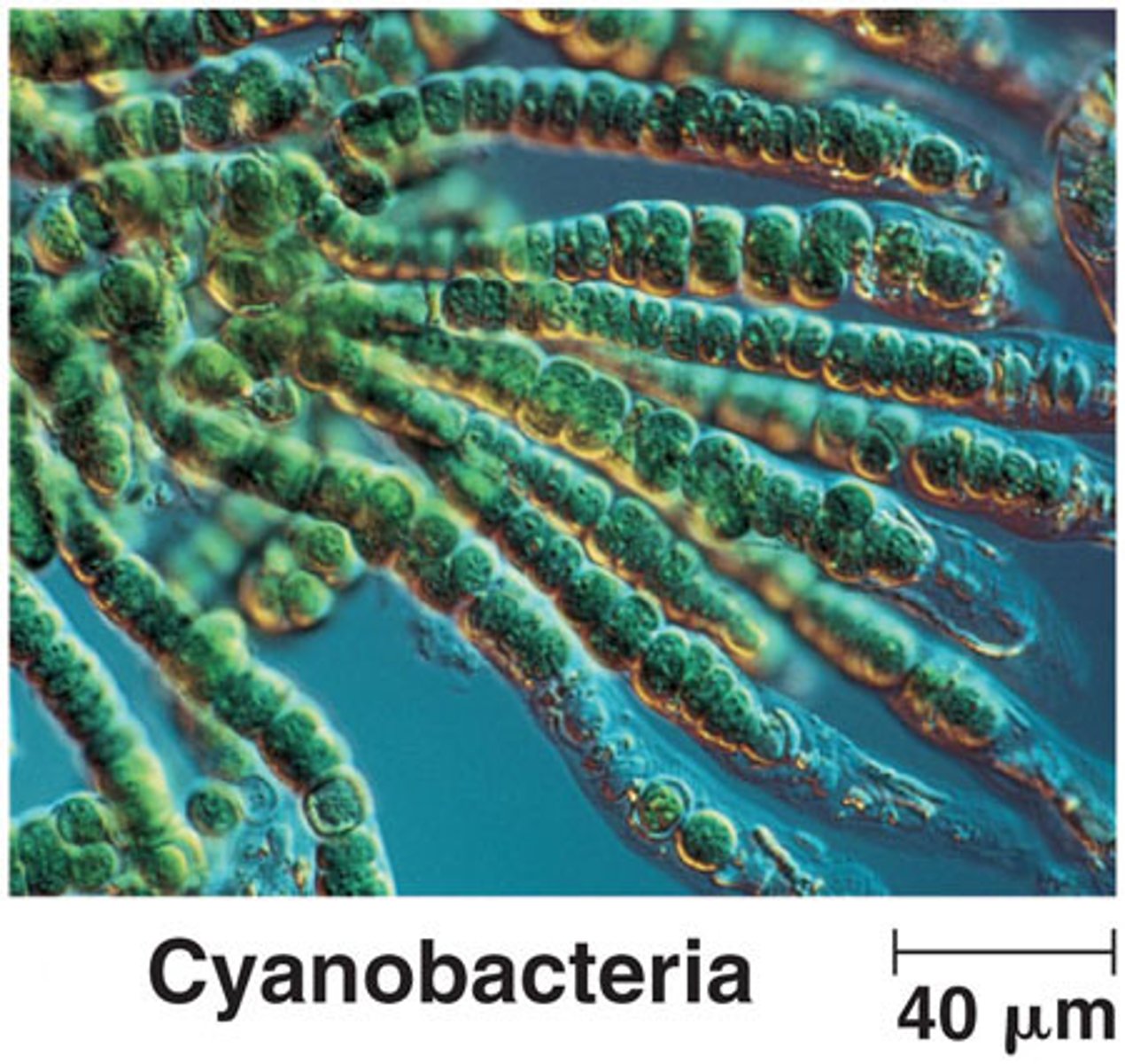<p>(formerly blue-green algae) produce toxins that are lethal to fish, invertebrates, and even humans</p>