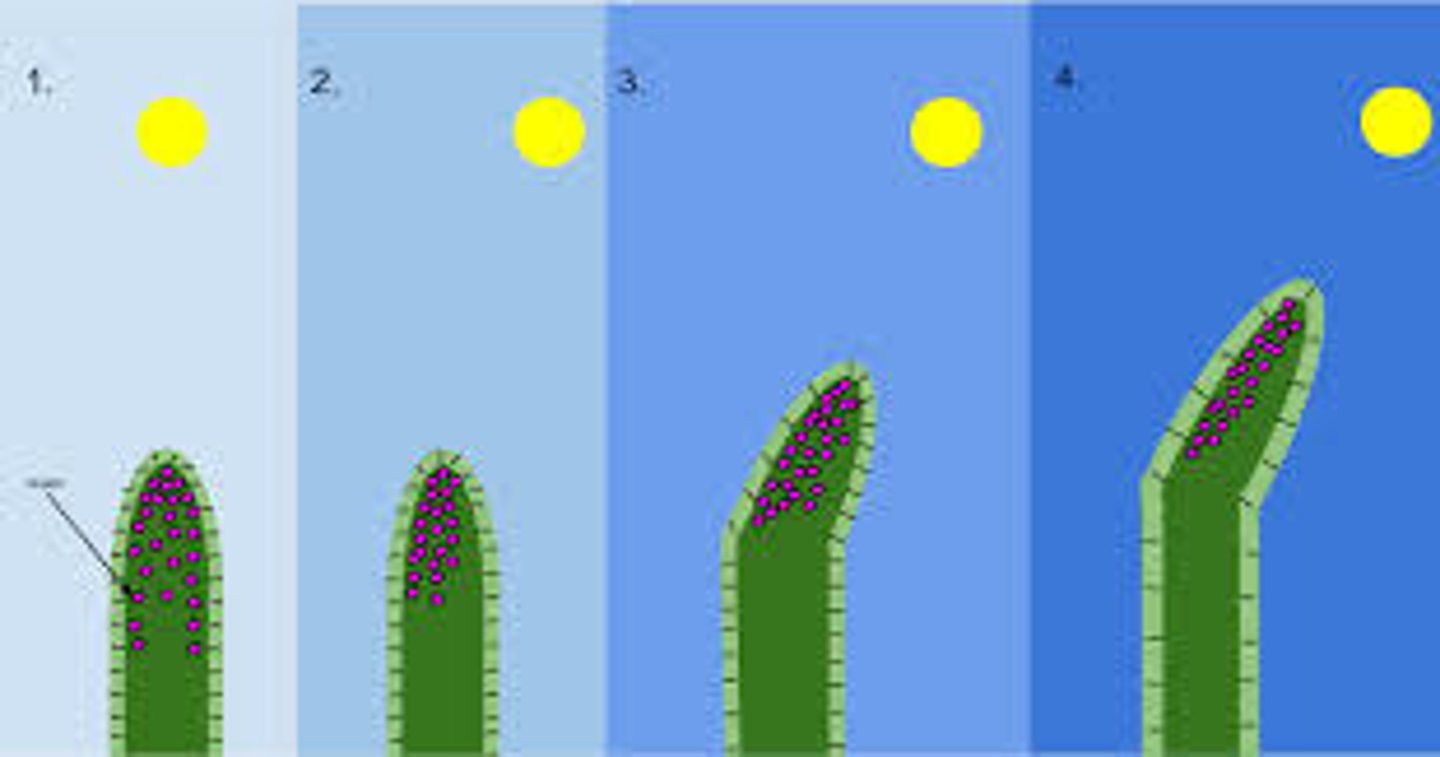 <p>-stimulate growth in shoots and inhibit growth in roots</p><p>-used as weedkillers, rooting powder and promoting growth in tissue cultures</p>