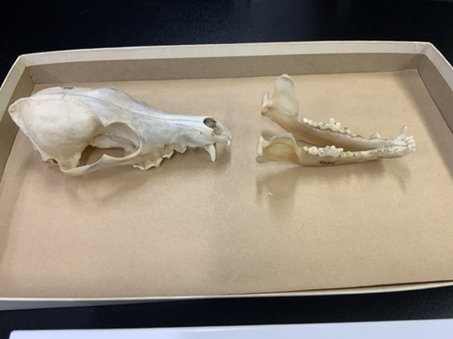 <p>Genus, species</p><p>-intermediate size</p><p>-subequal interorbital and postorbital breadth</p>