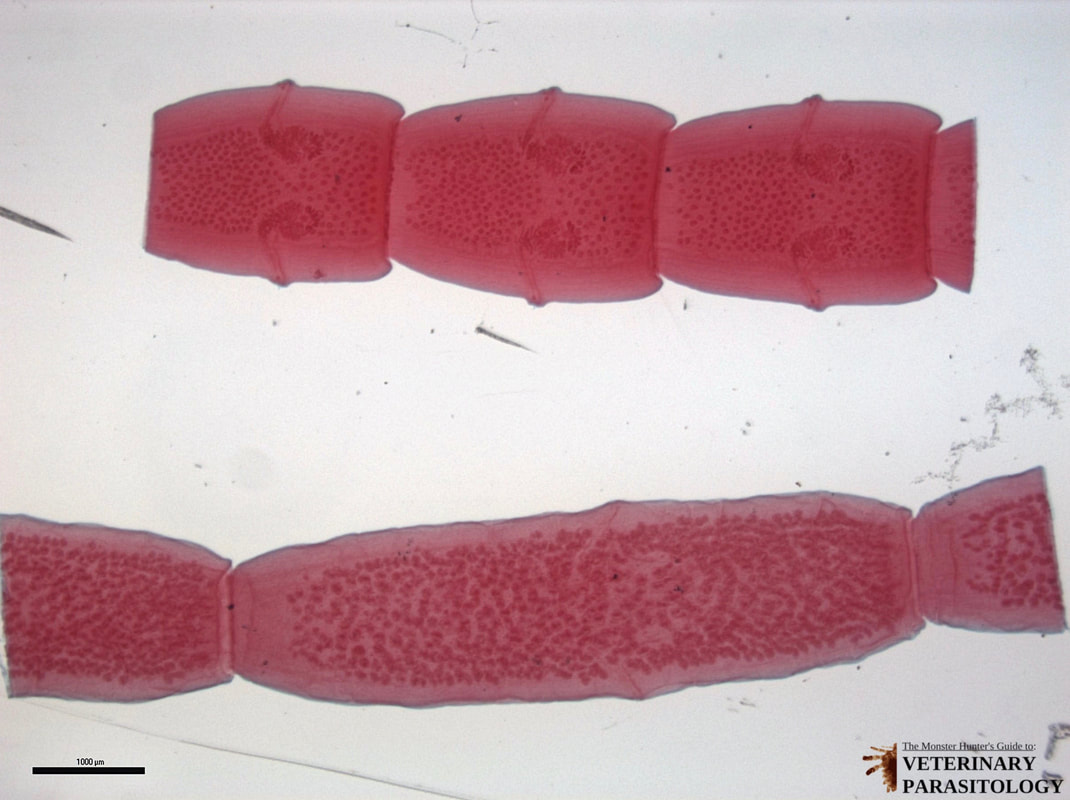 <p>in human</p><p>cat, dog stool, intestinal discomfort, proglottids crawl from anus</p><p>Worldwide (human infections in Europe, China, Pacific Asia, America</p>