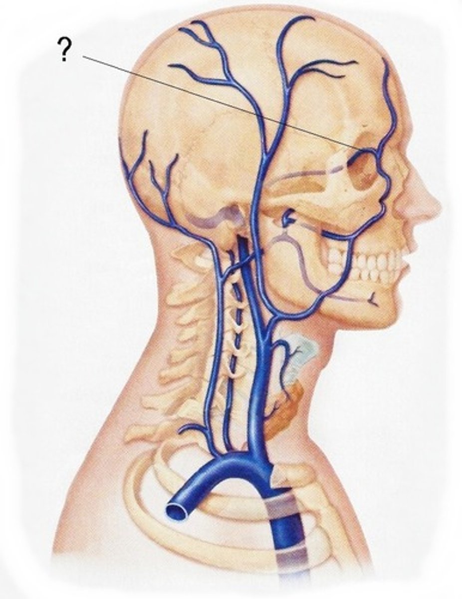 <p>goes through supeerior orbital fissue, orbital vein, drains orbit nasofrontal</p>