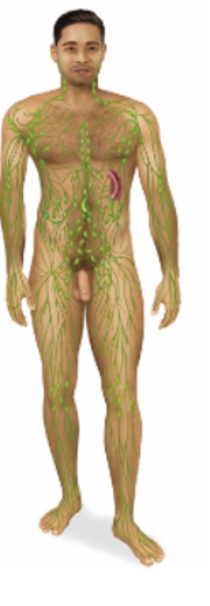 <p>Name the body system & its included organs</p>