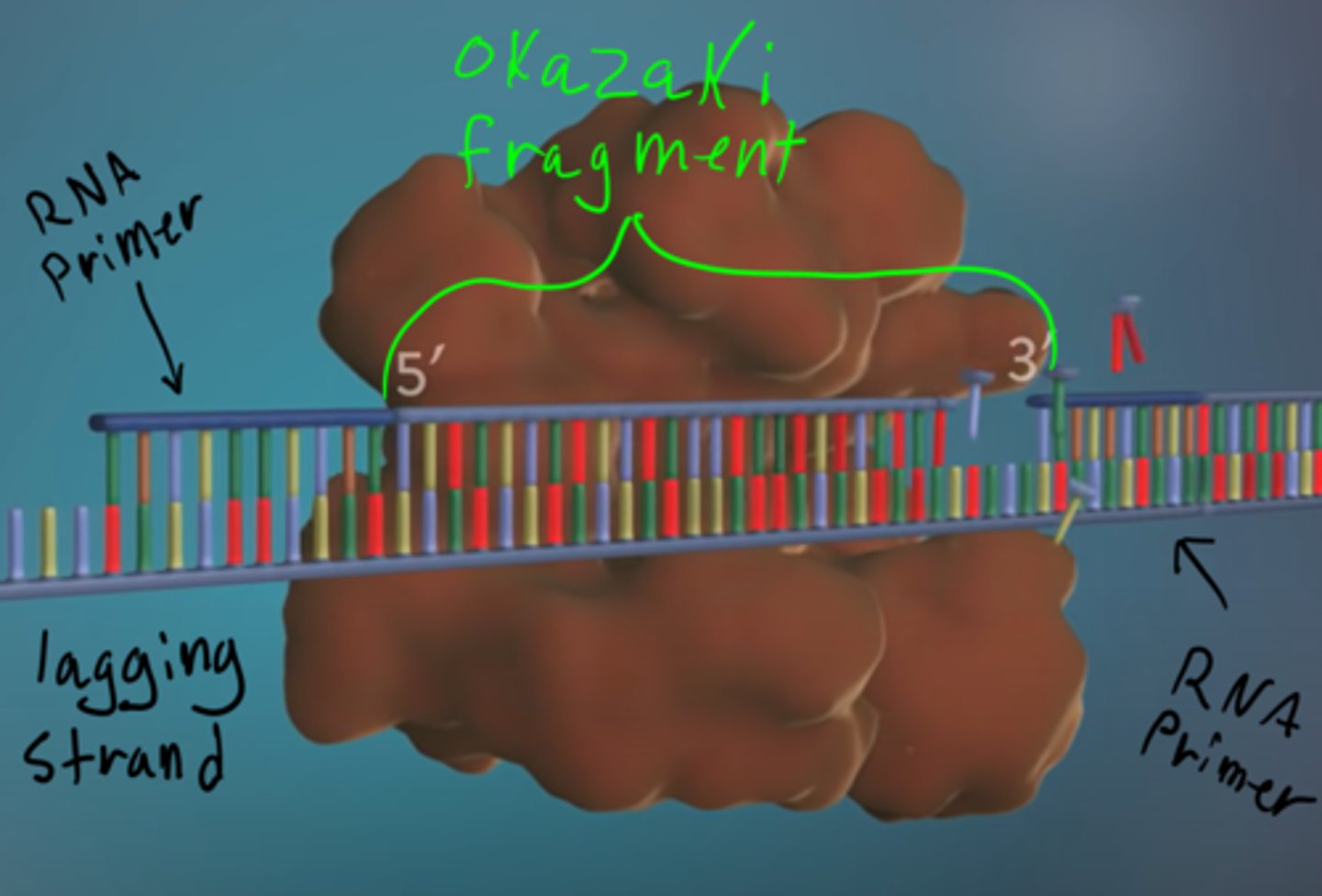 <p>1. This strand is made in a series of fragments because it starts at the 3' end, so DNA polymerase has to keep going back and starting in a new spot to build in the 5' to 3' direction.</p><p>2. A new primer has to be made every time DNA polymerase finishes a strand, so a bunch of primers are made on the lagging strand</p><p>3. The fragments are called Okazaki Fragments </p>