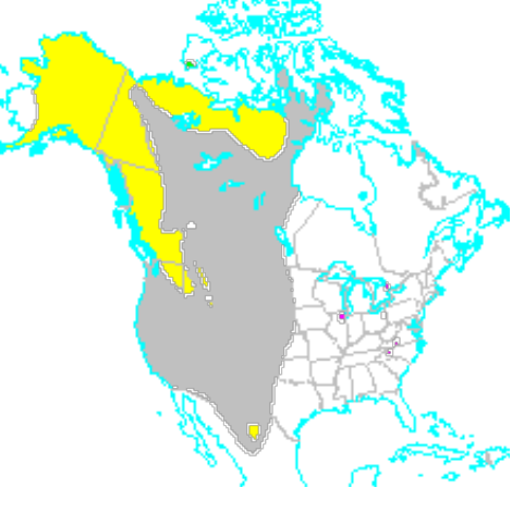 <p>Which species fits the following habitat and management concerns?</p><p><br>Habitat: Once widespread over western NA, now limited to Alaska, W. Canada, and the Upper Rockies; Habitats vary from valley grasslands, prairies, conifer forests, alpine tundra, and Arctic tundra; prefer more open habitats</p><p>Management issues: big game; top predator; kill livestock; unpredictable, dangerous; threatened in continental US due to overhunting and habitat loss; hybridization w/ polar bears</p>