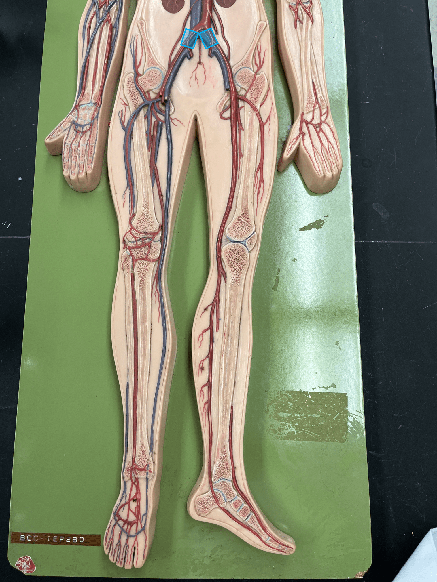 <p>• A vein of the lower limb.</p>
<p>• Drains the pelvic cavity and leg veins.</p>
<p>• Empties into the inferior vena cava.</p>