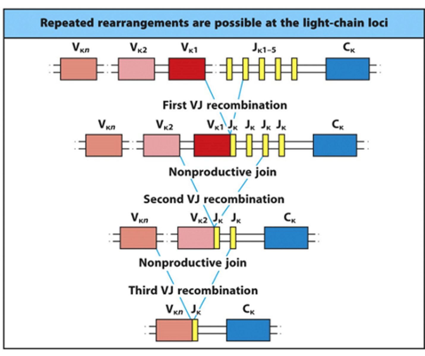 <p>- Have 2 different versions of the light chain gene: kappa and lambda</p><p>- On 1 chromosome, have a lambda and a kappa gene</p><p>- Therefore, have 4 chances for light chain rearrangement</p><p>--&gt; Rearrange kappa gene on 1st and 2nd chromosomes</p><p>--&gt; Rearrange lambda gene on 1st and 2nd chromosomes</p><p>- Can rescue any non-productive light chain rearrangements</p>