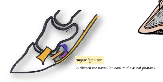 <p>Between the Navicular and Deep Digital Flexor Tendon (DDFT)</p>