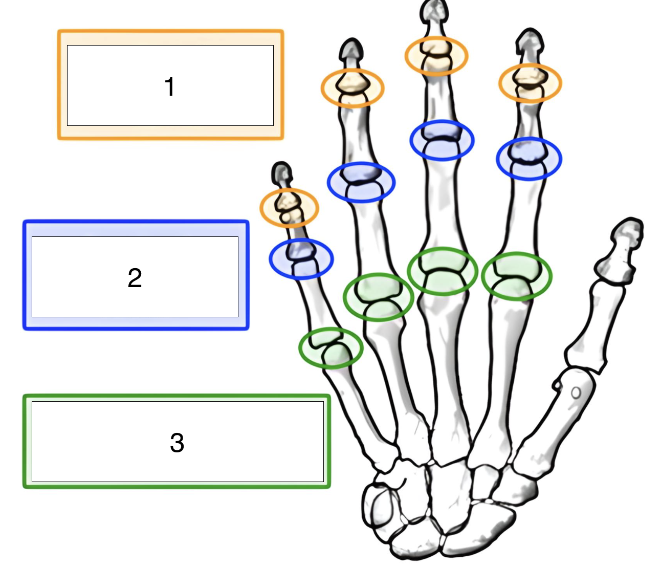 <p>what is the highlighted joint (orange, 1)?</p>