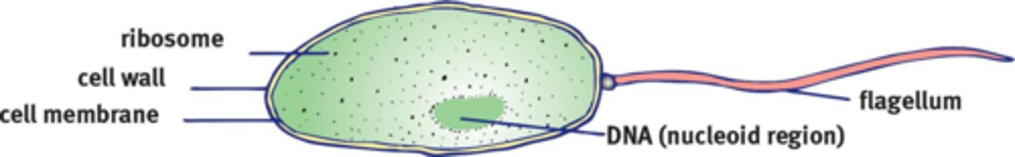 <p>Houses the circular DNA.</p>