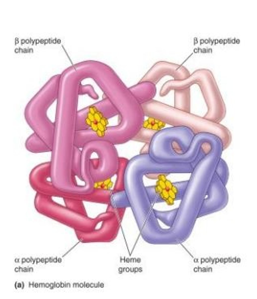 <p>● Globular, water soluble.</p><p>● Consists of four polypeptide chains, each carrying a haem group (quaternary structure).</p>