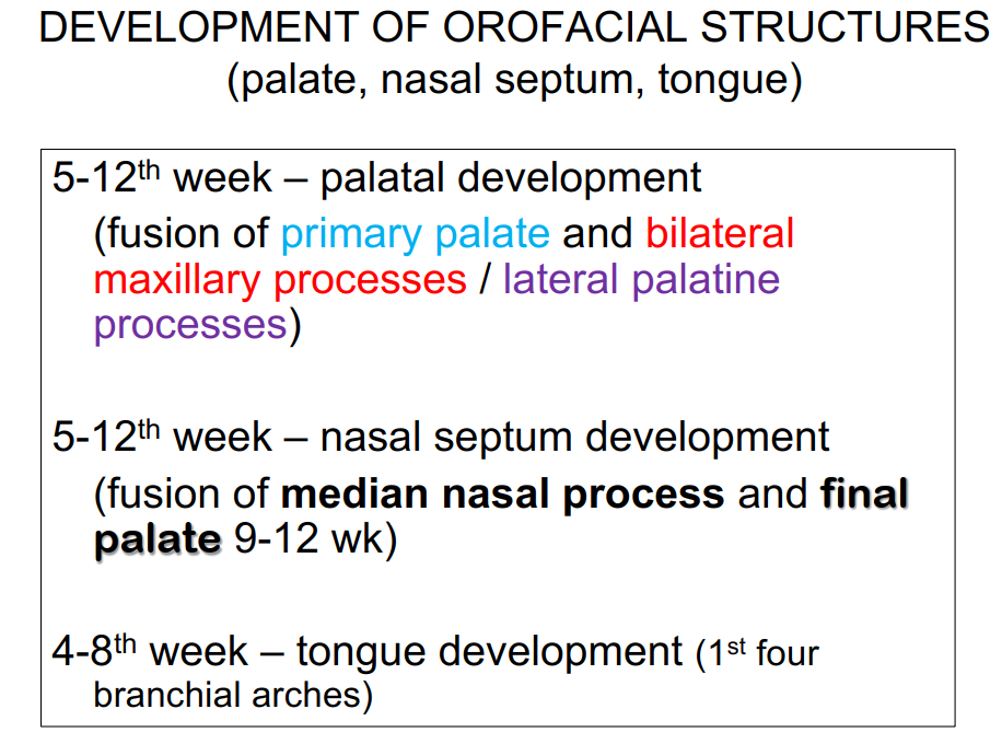 <p>Development of orofacial structures timeline </p>
