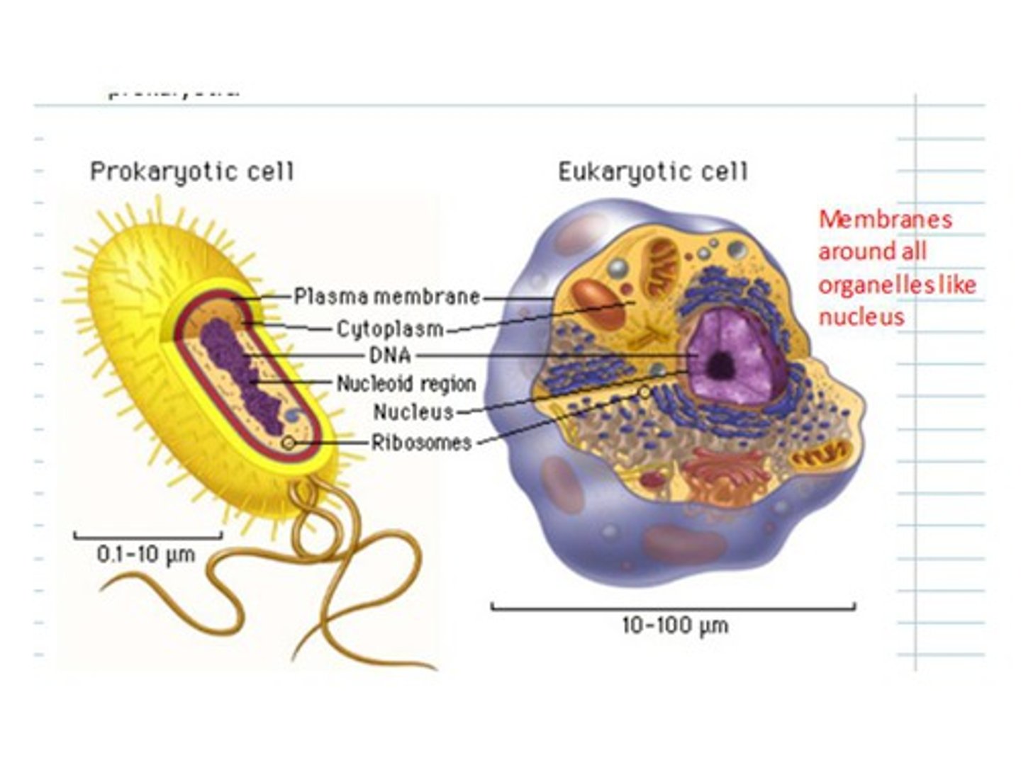 <p>more complex, larger (yeast)</p>