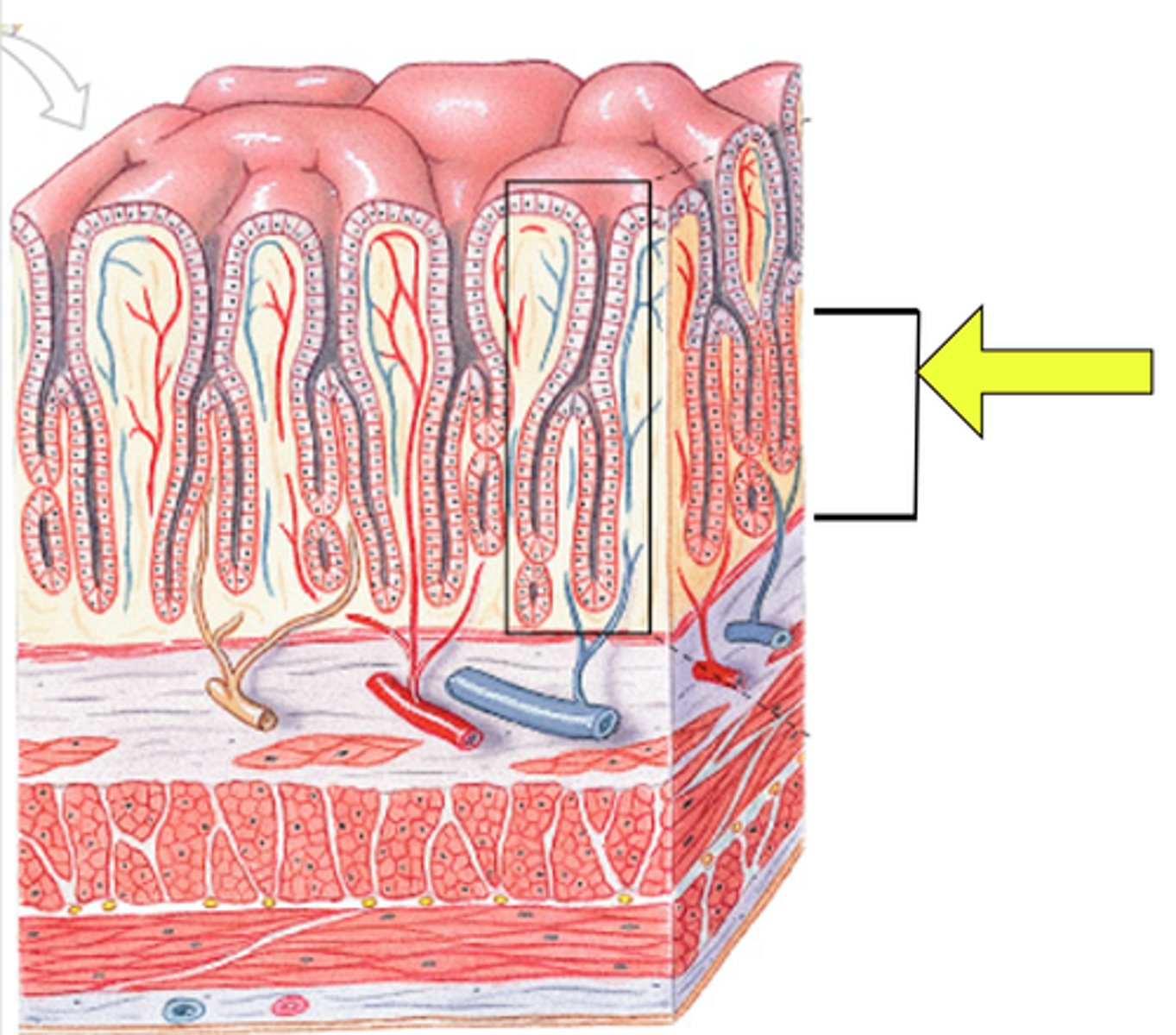 knowt flashcard image