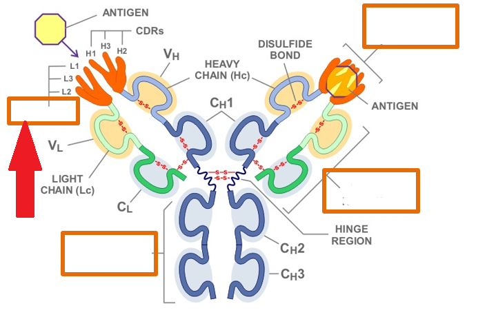 <p>Which region of the antibody is highlighted by the red arrow?</p>