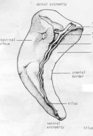 <p>Which species’ spleen is shown in this picture? What are its characteristics?</p>