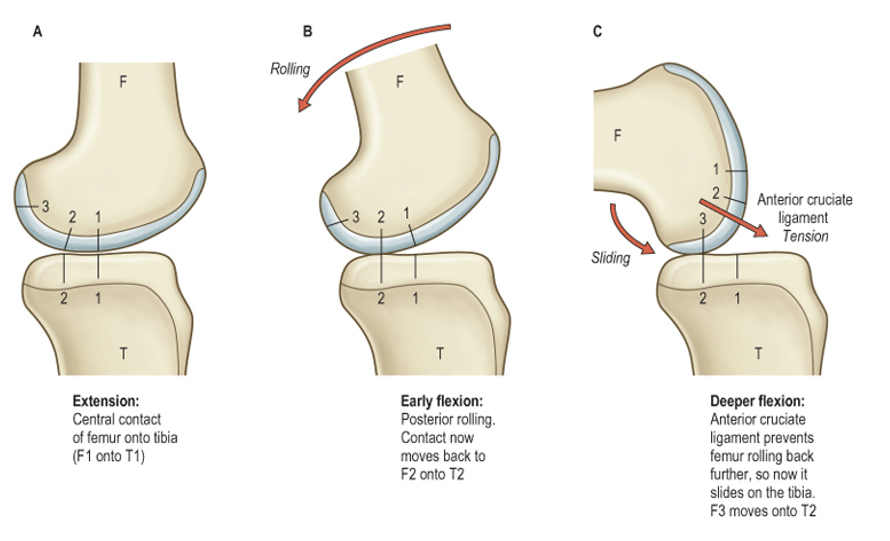 Femur rolls and glides over both menisci during extension-flexion