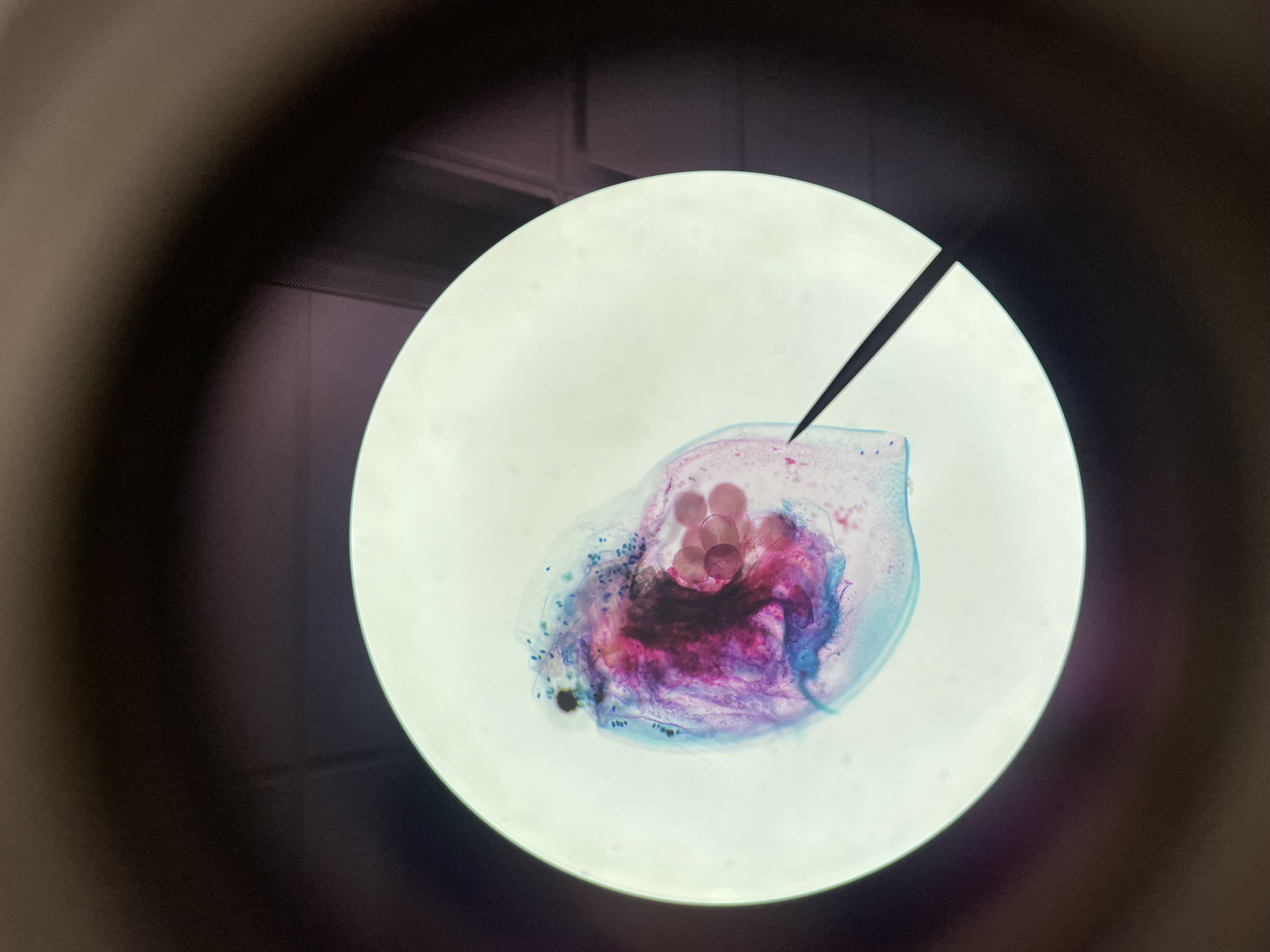 <p>Subphylum: Crustacea</p><p>Class: Brachiopoda</p><p>Order: Cladocera</p><p>Genus: Daphnia</p>