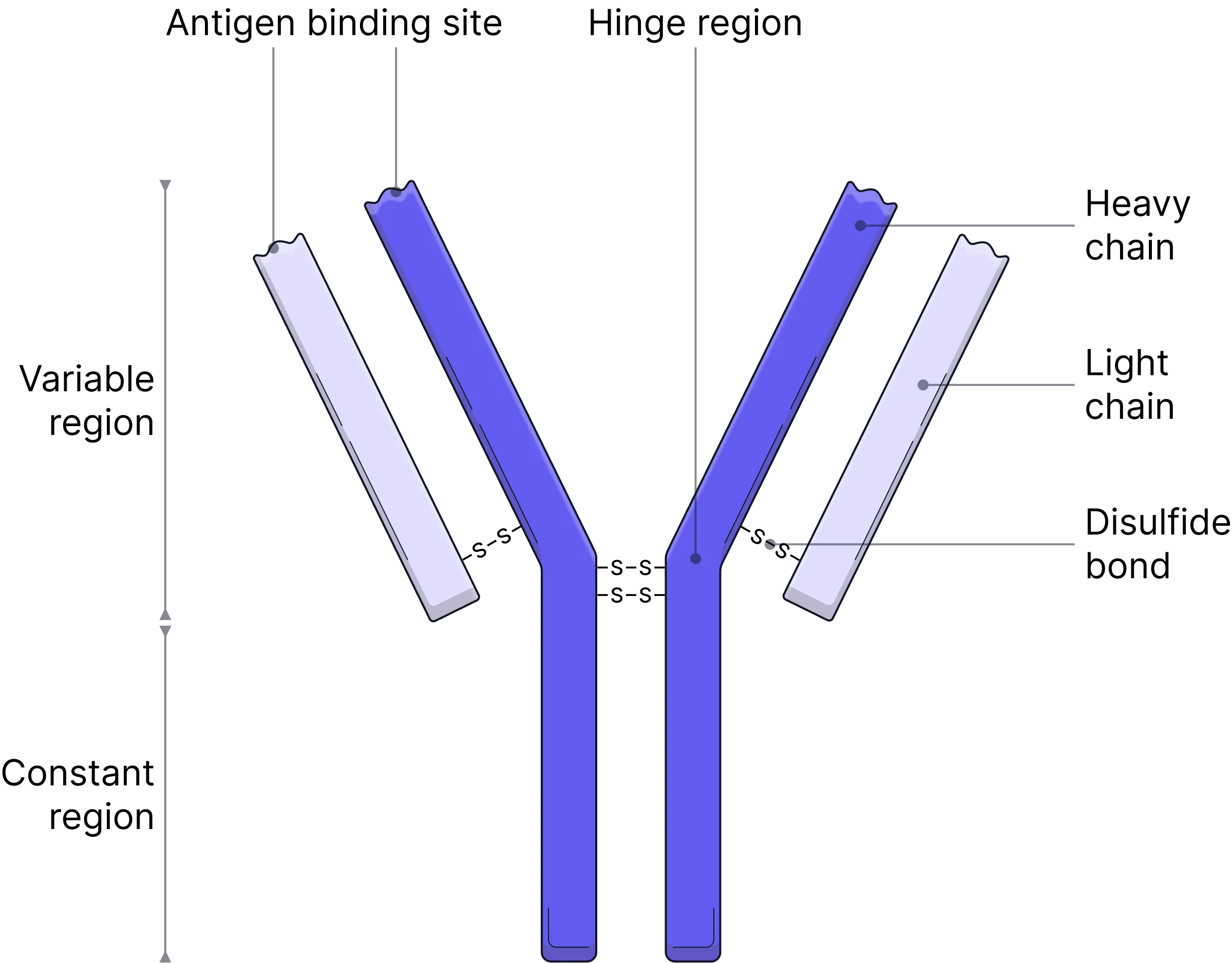<ul><li><p>Antibodies are <strong>globular proteins</strong> made up of four polypeptide chains: <strong>two heavy chains </strong>and <strong>two light chains</strong>.</p></li><li><p>They have <strong>variable regions</strong> forming two <strong>specific antigen-binding sites</strong>.</p></li><li><p>They have <strong>constant regions </strong>which consist of very similar amino acid sequences in all antibodies.</p></li><li><p><strong>Disulfide bonds </strong>maintain the antibody’s stable quaternary structure by holding the 4 polypeptide chains together.</p></li></ul><p></p>