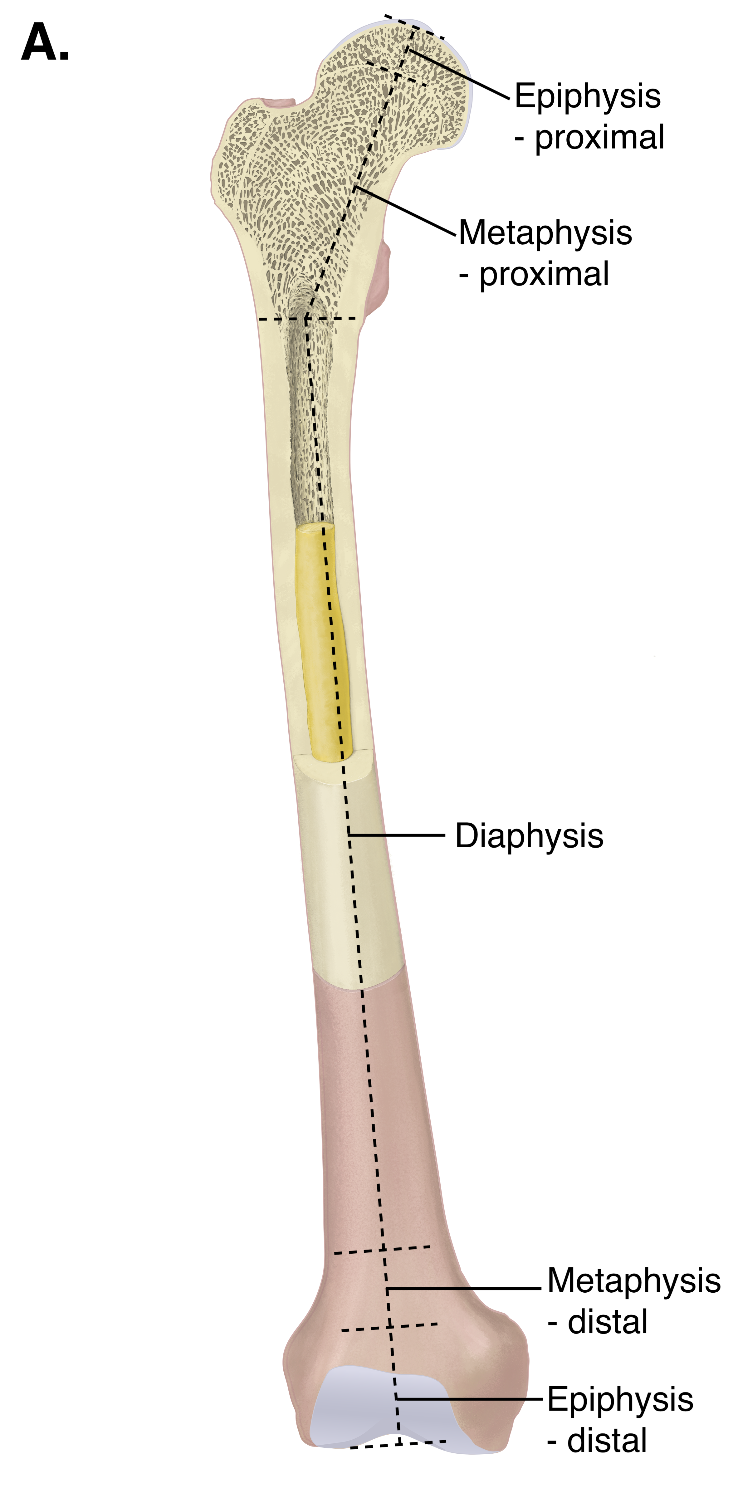 <p>Ends articular cartilage and compact bone covering cancellous bone</p>