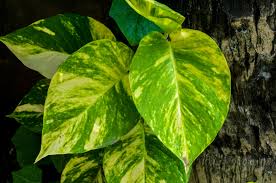 <p><span>Climbing vine with heart-shaped, green or variegated leaves. Popular as an indoor ornamental plant.</span></p>