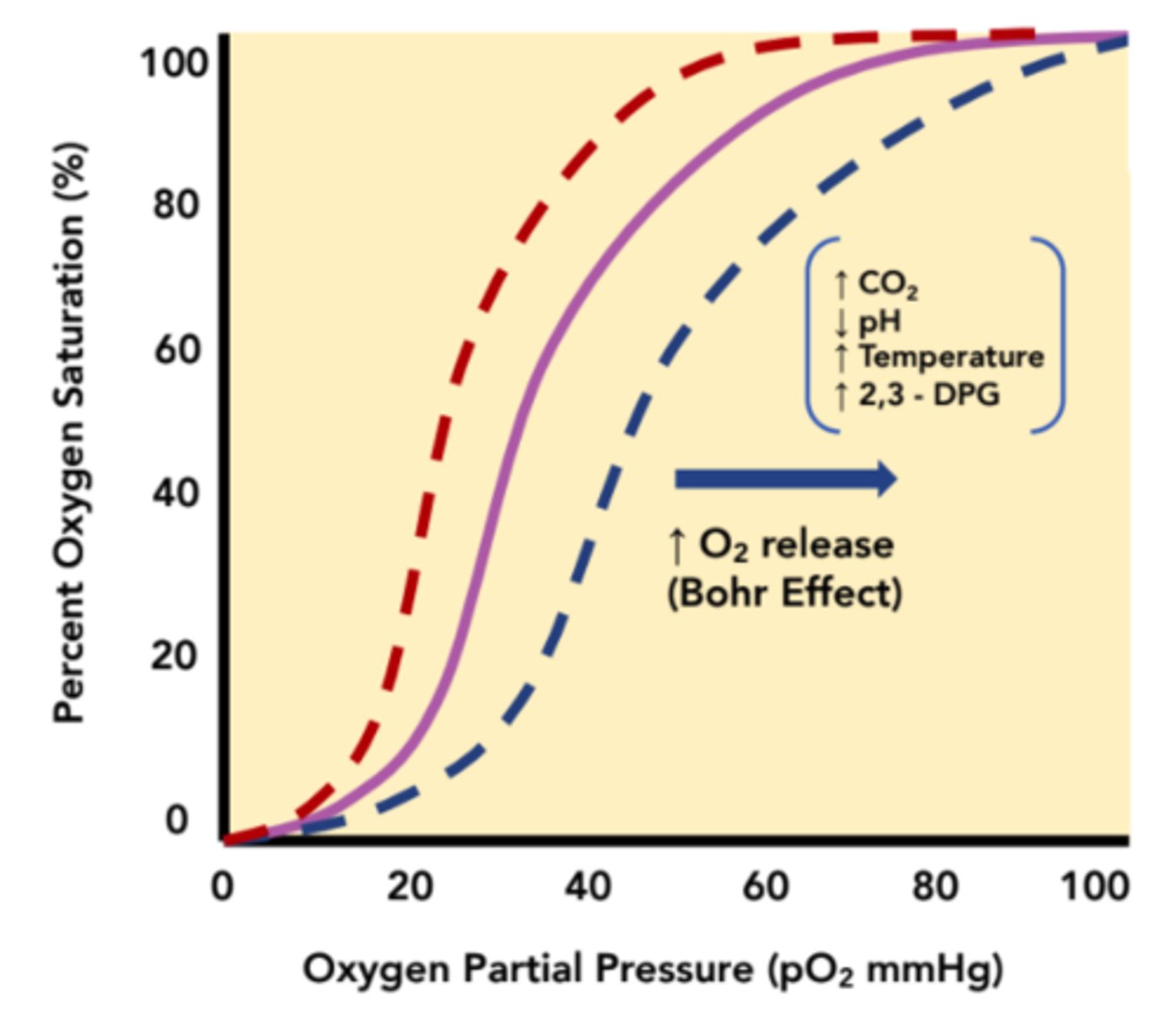 <p>right shift<br><br>(binds to hemoglobin <br>and stabilizes its <br>deoxygenated state = <br>more O2 release)</p>