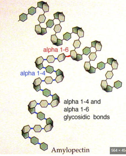 <ul><li><p>Monomer: alpha glucose</p></li><li><p>Bonds: 1→ 4 glycosidic bonds and some 1→ 6 glycosidic bonds</p></li><li><p>Shape: chain of alpha glucose with a helical shape and some branches</p></li><li><p>Function: energy storage in plants. the branches make it the glucose more accessible because there are more ends</p></li></ul><p></p>