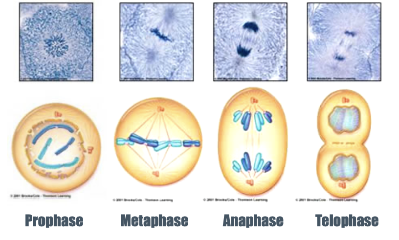 <p>INTERPHASE (NOT A PHASE)</p><ul><li><p>Cells spend most time here; Perform general functions (Protein synthesis, respiration, growing larger, etc.)</p></li><li><p>Enters mitosis when ready to divide</p></li></ul><p></p><p><strong>PROPHASE</strong></p><ul><li><p>Chromatin condense by supercoiling</p></li><li><p>Nuclear membrane breaks down; Nucleolus disappears</p></li><li><p>Mitotic spindle forms (New microtubules built from centrosome)</p></li><li><p>Kinetochores attach to spindle (Region in centromere)</p></li><li><p>Microtubules lengthen → Centrosomes move towards opposite poles</p></li></ul><p></p><p><strong>METAPHASE</strong></p><ul><li><p><strong>Metaphase plate </strong>is formed; Chromosomes move to equator of cell</p></li><li><p>Centromeres align on plate</p></li><li><p>Spindle acts to move chromosomes</p></li><li><p>Centrosomes at opposite poles</p><p> </p></li></ul><p><strong>ANAPHASE </strong>(Shortest phase)</p><ul><li><p>Chromatids move towards opposite poles of cell due to motor proteins pushing microtubule in opposing directions → Each pole has complete, identical set of chromosomes</p></li><li><p>Centromeres move towards pole first (Point of contact with spindles)</p></li></ul><p></p><p><strong>TELOPHASE</strong></p><ul><li><p>Nuclear membrane begins to reform</p></li><li><p>Nucleoli reappear; Chromosomes elongate</p></li><li><p>Spindles disappears</p></li><li><p>Cell is elongates → Prepares for cytokinesis</p></li></ul><p></p>