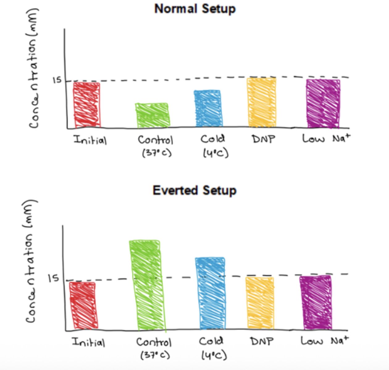 <p>you have two sections of the small intestine tied at the ends suspended in two beakers, and inside both the intestinal sacs and beakers there is a 15mM glucose solution. in one beaker, the SI is inside out and the lumen side faces out ("everted"), and in the other it is oriented normally.</p><p>you have 4 experimental conditions (to alter the solution) for incubation: control (conditions as is), cold temperature, DNP (compound that disrupts ATP generation), and low Na+</p><p>describe how the concentration of glucose (mM) in the intestinal sac would change in each of these experimental conditions for the normal and everted setups</p>