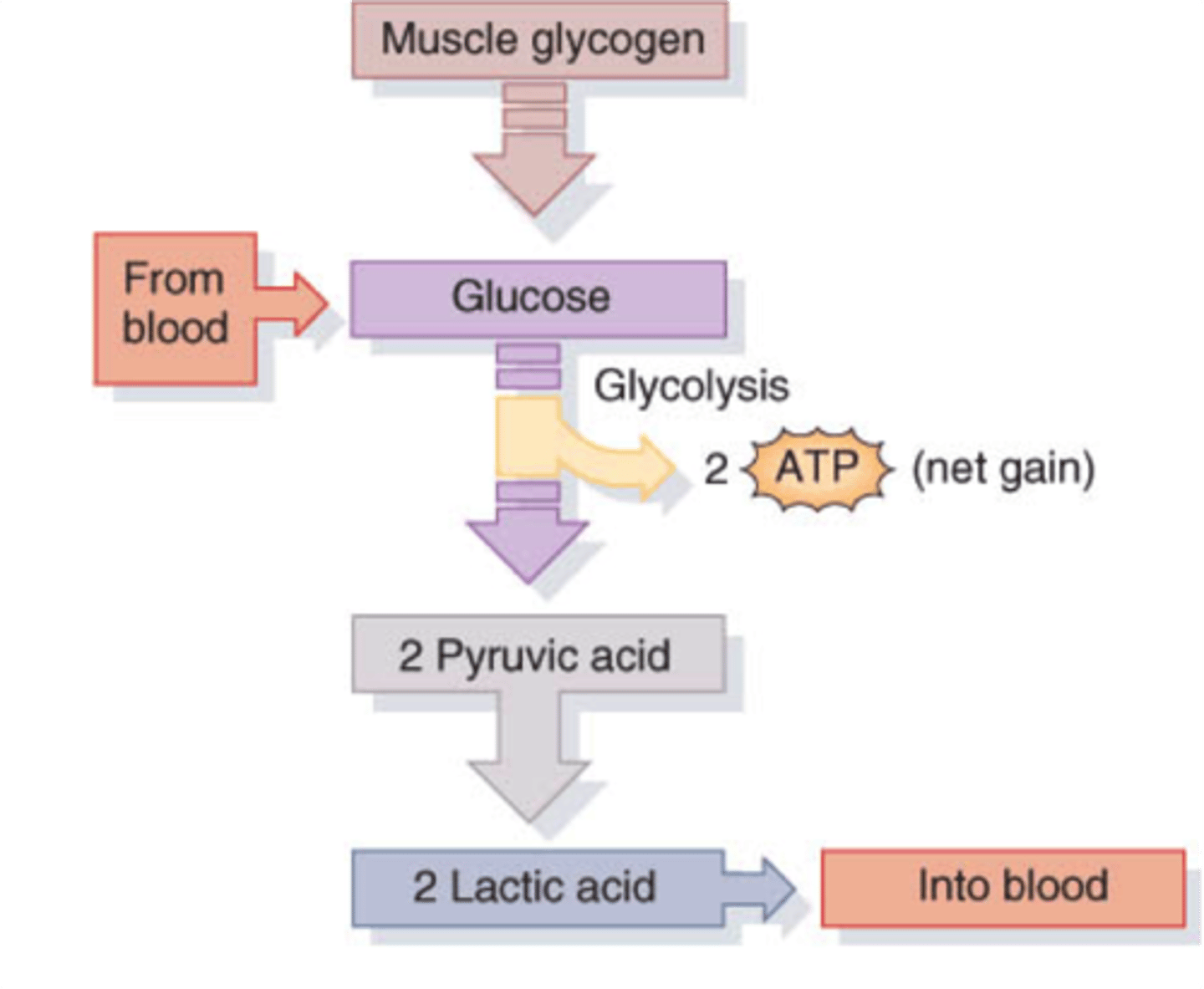 <p>A type of Cellular Respiration that does NOT require oxygen (2 types of fermentation); <br>Net 2ATP Produced</p>