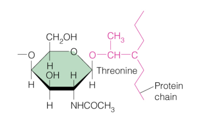 <p>What kind of amino acid modification occurred in this picture?</p>