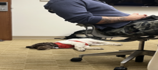 <p><strong>Did this study also illustrate learned helplessness?  Explain your answer.</strong></p>