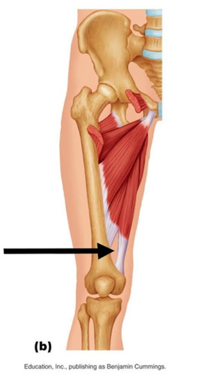<p>between the adductor magnus muscle passage of femoral vessels from the anterior thigh to the posterior thigh</p>