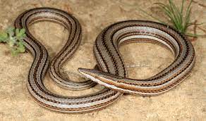 flap-footed lizards (gekkota)

\

1. snakelike without forelimbs and hindlimbs reduced to scaly flaps 
2. eyes covered by immovable spectacle
3. long, autotomic tail