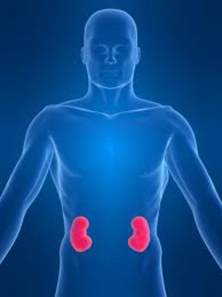 <p>kidneys do not respond to ADH, impairment of urine concentrating ability</p><p>symptoms: polyuria, nocturia, polydipsia</p><p>causes: genetic loss of ADH receptor, hypercalcemia, hypokalemia, lithium toxicity</p><p>treatments: low-salt, low-normal protein diet, diuretics, nonsteroidal anti-inflammatory drugs (NSAIDS)</p>