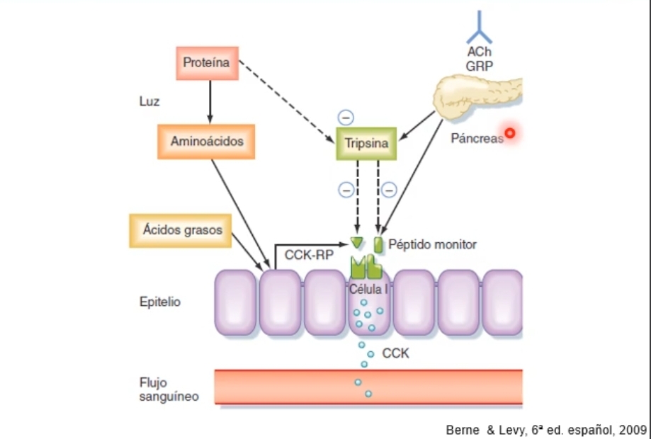<p>Productos de digestion de las proteinas, como AA, o AG estimulan la secrecion de CCk cuando llegan al intestino x las celulas del duodeno. </p><p>Esta estimulacion se diera indirectamente x peptido liberador de CCK, y esta viaja x la sangre y estimula el pancreas exocrino principalmente el componente enzimatico (tripsina y peptidos reguladores como el peptido monitor.</p><p>Peptido monitor= es estimular la celula I, para 1ue secrete mas Colecistoquinina (CCK).</p><p>Tripsina activa a nivel del duodeno digiere las proteinas de la dieta, no digiere peptidos reguladores, una vez que avanza el 1uimo hacia a otros sectores del intestino. En ese momento la tipsina comienza a degradar los peptidos reguladores (peptido liberador de CCK y peptido monitor). Así se termina la señal. </p>