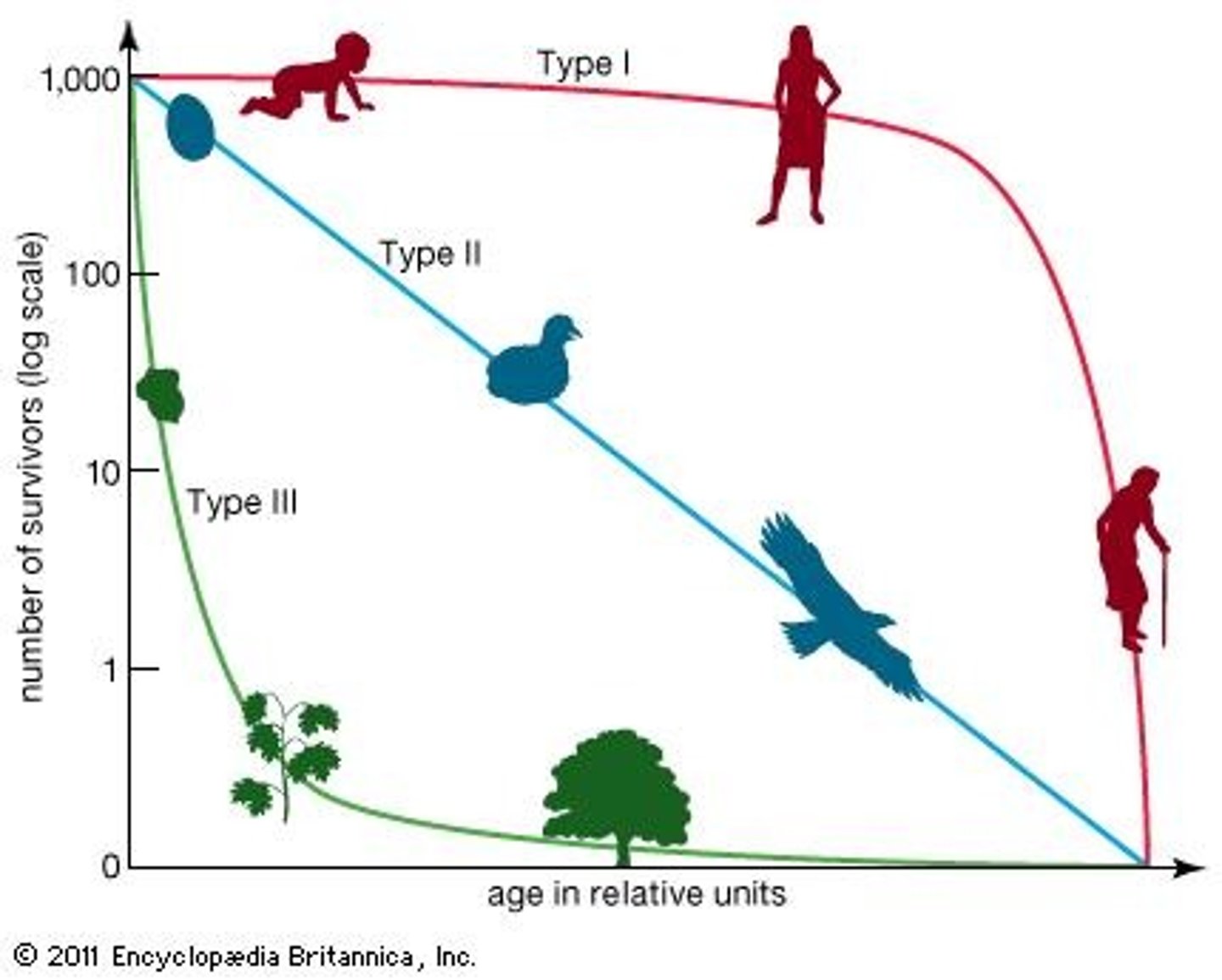 <p>mortality rates are extremely high in early life</p><p>-Fish, invertebrates and plants</p><p>-have many offsprings</p><p>-r strategists</p>