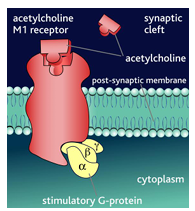 <p>also activated by mushroom poison muscarine</p><p>G protein-coupled metabotropic receptors - slower acting effects</p><p>5 types (M1-M5)</p><p>most cholinergic pathways in the CNA involve muscarinic receptors</p>
