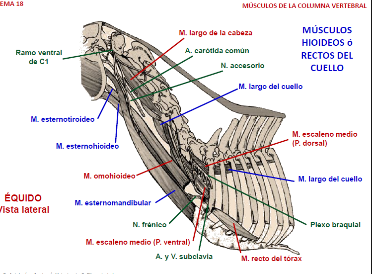 <ul><li><p>prevertebrales : recto ventral de la cabeza, recto lateral de la cabeza, largo del cuello, largo de la cabeza </p></li><li><p>laterales : escalenos (dorsal, medio y ventral)</p></li><li><p>hioideo o recto del cuello : esternohioideo, esternotiroideo, tirohioideo, omohioideo (no en ca) y genihioideo </p></li></ul><p></p>