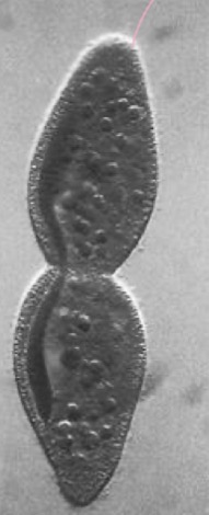 <p>What is occurring in this picture</p>