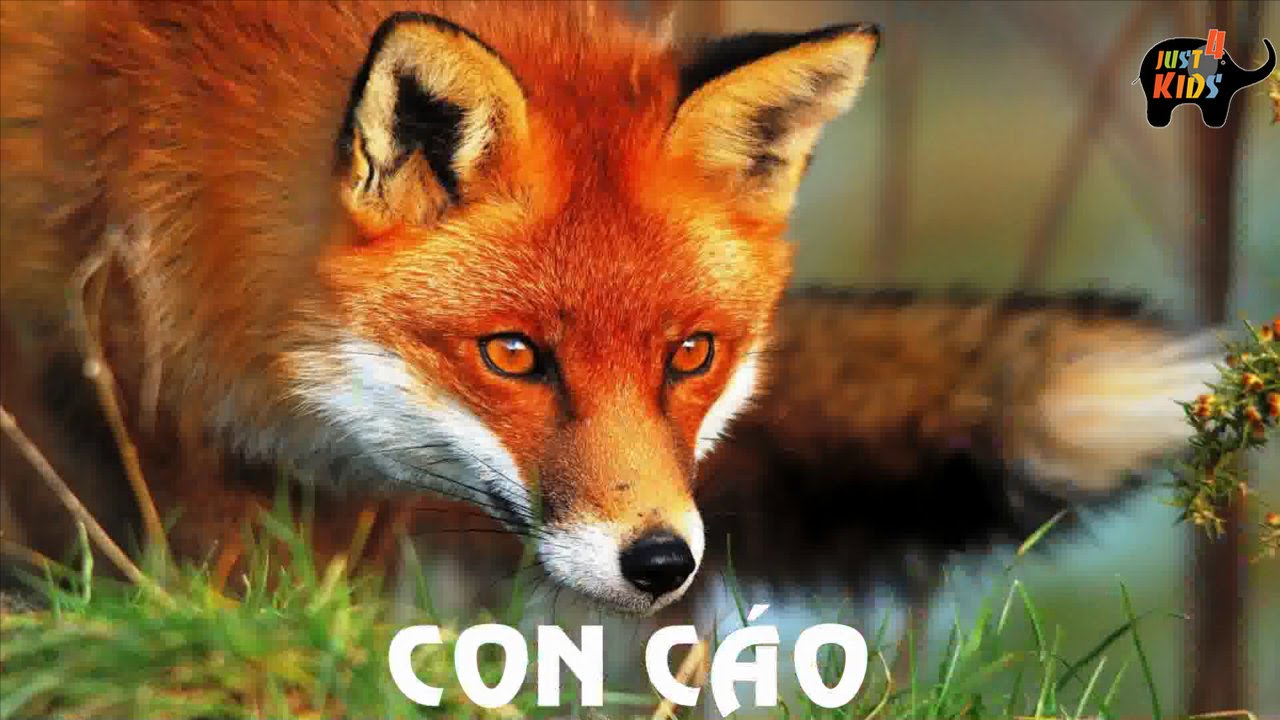 <p>con cáo</p>