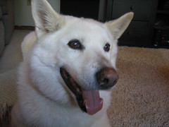 the dog