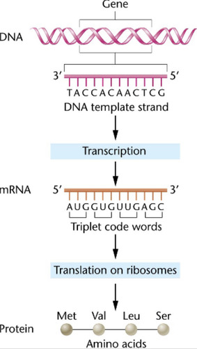 <p>DNA is used as a template for the creation of RNA using RNA polymerase.</p>