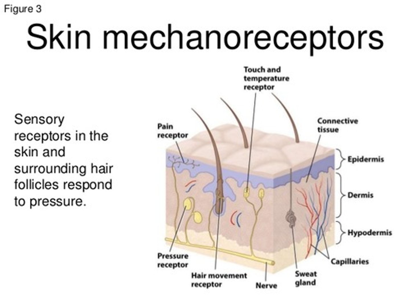 <p>(C) I and II Only</p><p>Mechanoreceptors detect Position, Vibration, Touch (mechanical stimuli).</p>