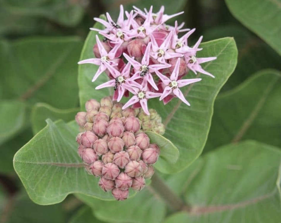 Flower 240 
