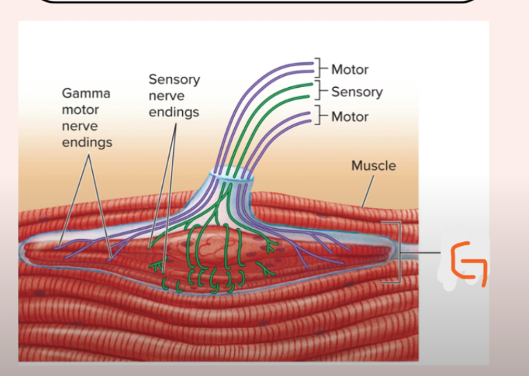<p>Receptor type: G</p>