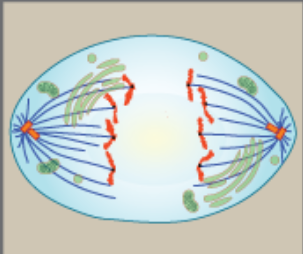 <ol><li><p>cohesin protein breaks sister chromatid</p></li><li><p>chromosomes pulled to opposite pole</p></li><li><p>non kinetochore fiber elongate cell</p></li></ol><p></p>