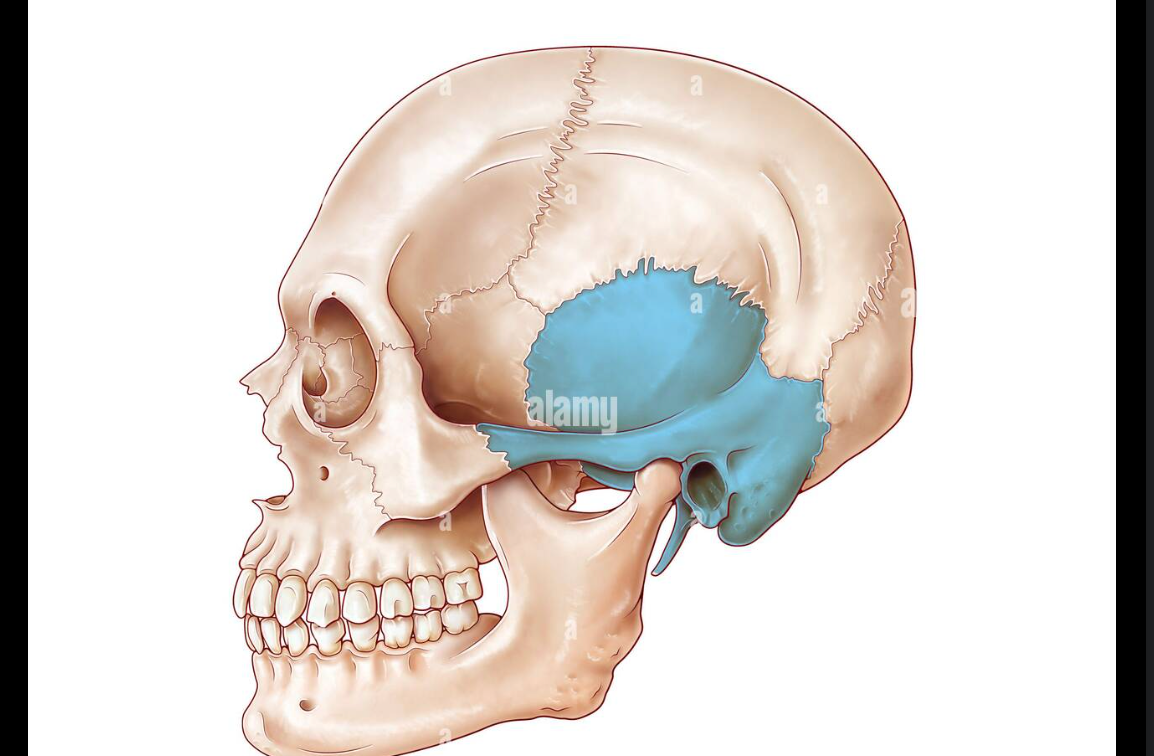 the opening of the external auditory canal of the outer ear, located within the temporal bone on each side of the skull