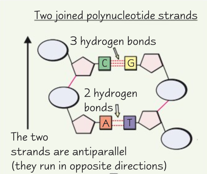 <p>A DNA molecule is a double helix with two antiparallel polynucleotide chains held together by hydrogen bonds between specific complementary base pairs.</p>